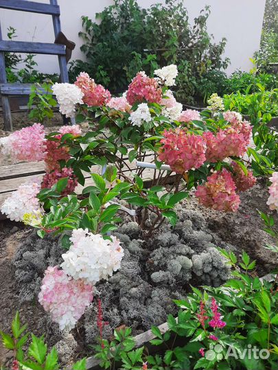 Цветы многолетники