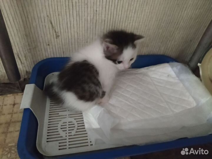 Котята