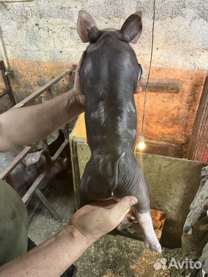 Поросята породы Пьетрен бельгийский