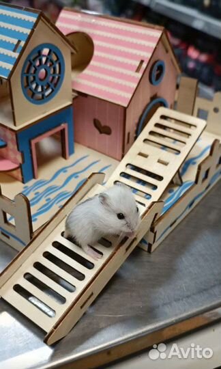 Джунгарский хомяк