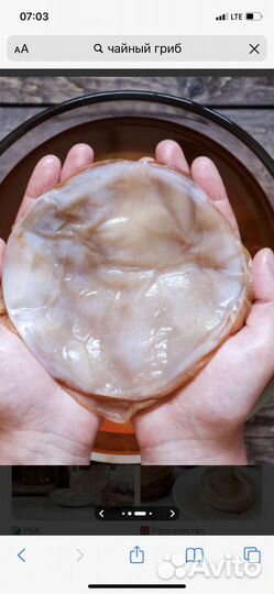 Чайный гриб