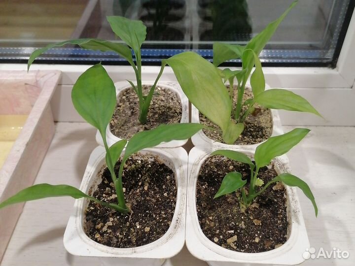 Спатифиллум женское счастье