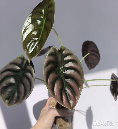 Алоказия Ред секрет