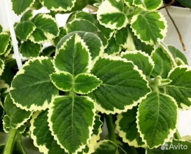 Плектрантус