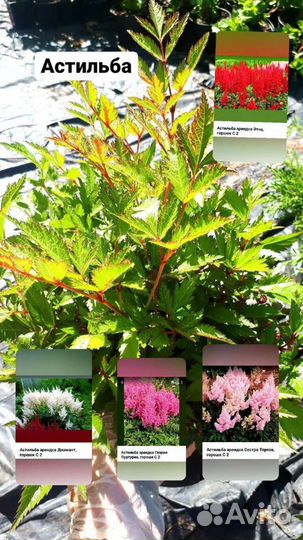 Саженцы декоративных растений