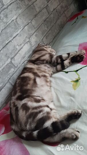 Шотландский кот вязка