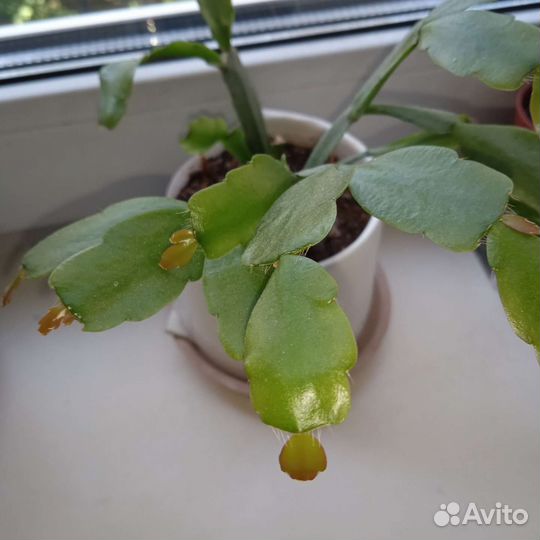 Декабрист с Этого Фото. Доставлю