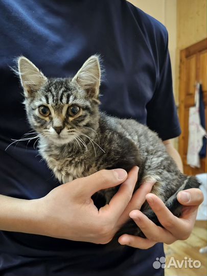 Кошка в дар бесплатно