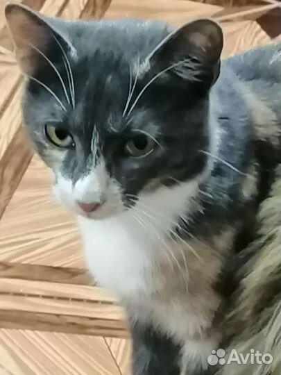 Кошечка Лия ищет дом