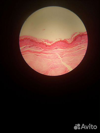 Микроскоп levenhuk 320