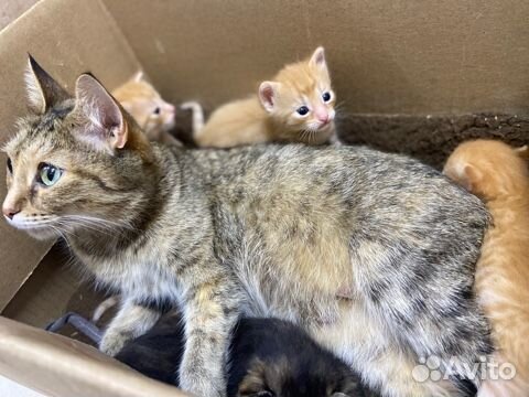 Котята в добрые руки бесплатно