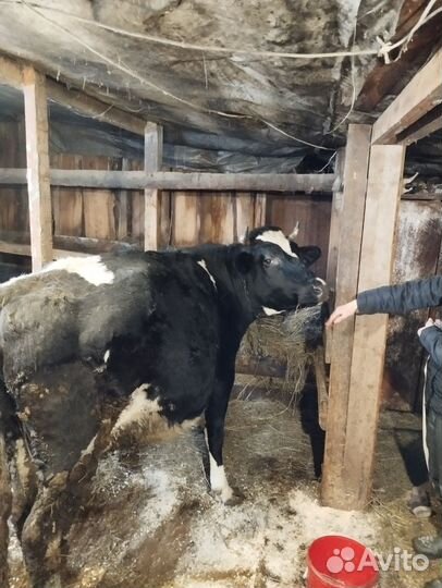 Мясо Вологда говядина(крс на мясо +Корова стельная