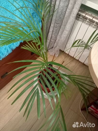 Пальма хамедорея