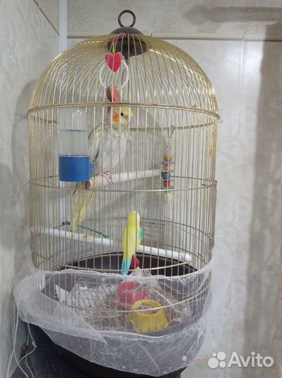 Попугай корелла с клеткой 4000 т. Р