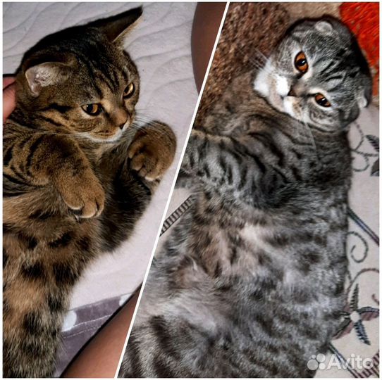 Британская кошка