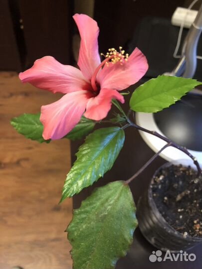 Герань,ледебурия,гибискус,фикус Бенджамина