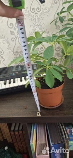 Комнатные цветы шефлера