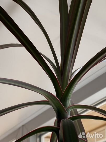 Драцена 160 см
