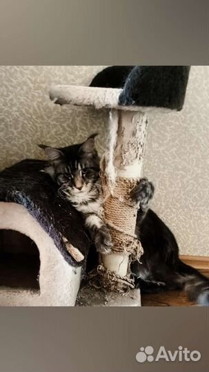 Мейн-кун вязка