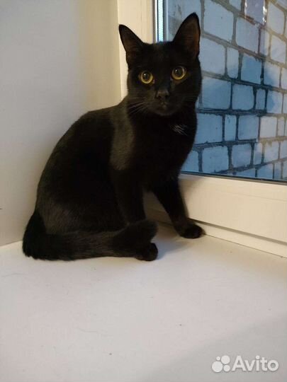 Отдаю котов бесплатно