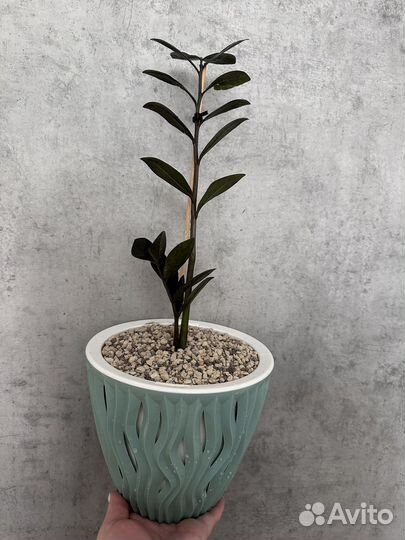 Замиокулькас Black raven (блэк равен)