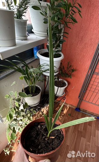 Пальма вашингтония