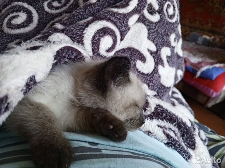 Кошка