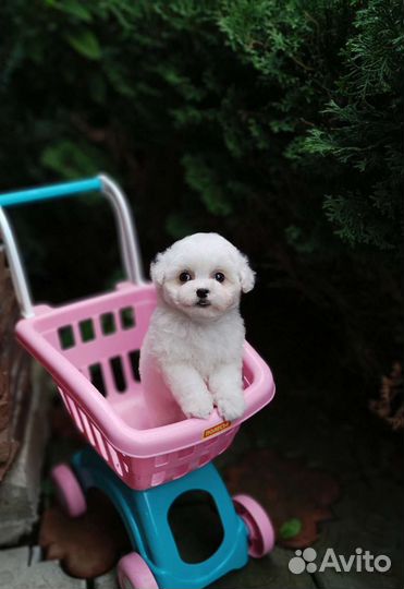 Бишон фризе малыши