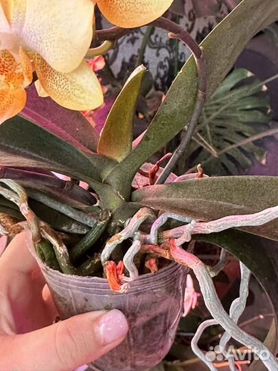 Орхидея фаленопсис