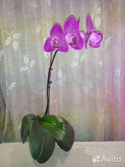 Орхидея