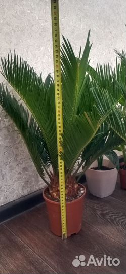 Цикас революта (саговая пальма)
