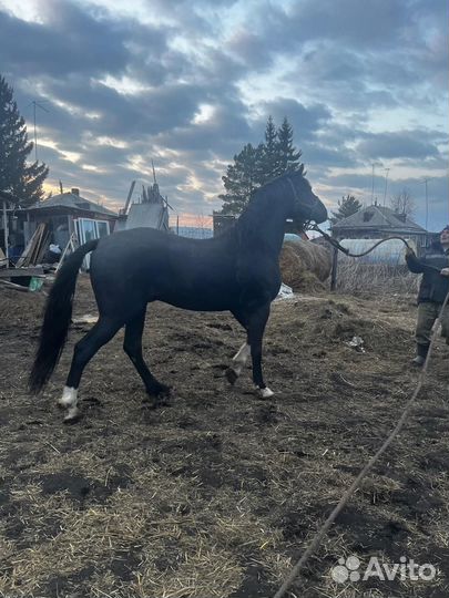 Орловский жеребец