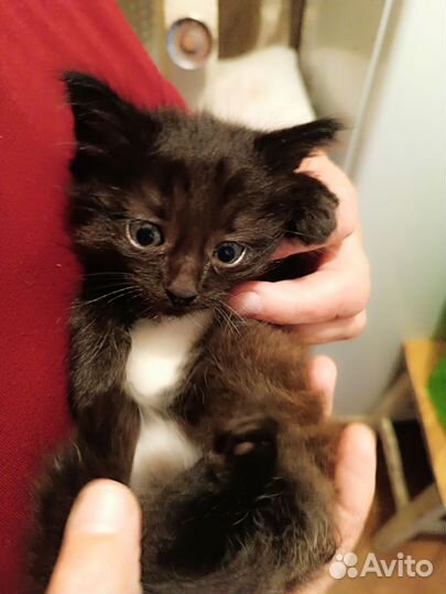 Милый Котенок