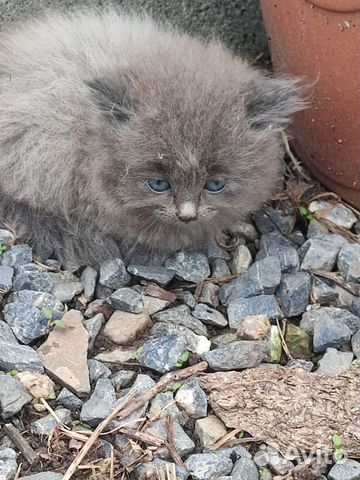 Персидская кошка бесплатно котята