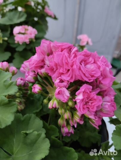 Пеларгонии сортовые