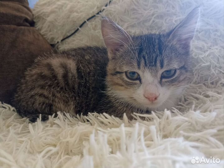 Котик в дар