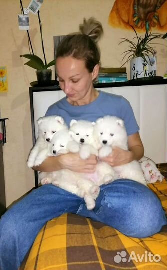 Самоедская лайка щенки