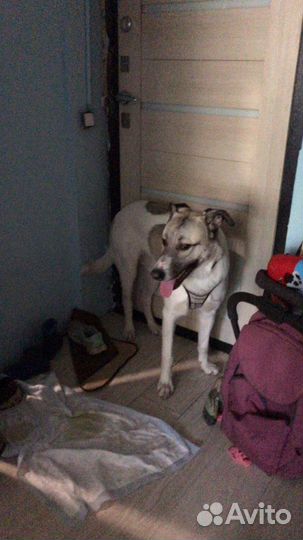 Собака Берлин в добрые руки