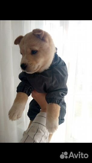 Собака в добрые руки щенок