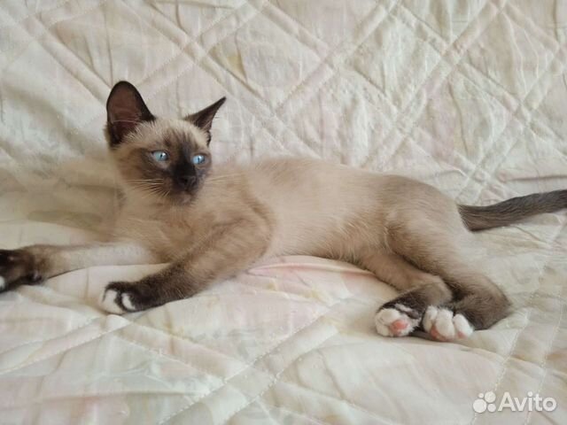 Котëнок тайский с геном сноу шу объявление продам