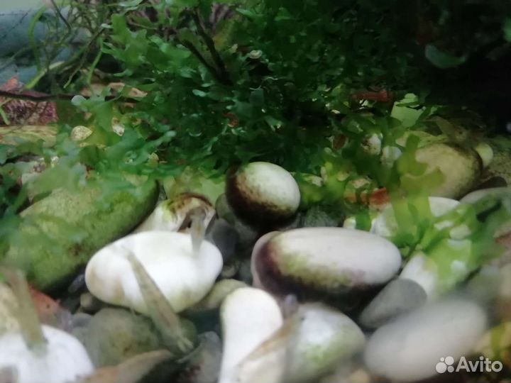 Криптокарина, креветки, ампулярии