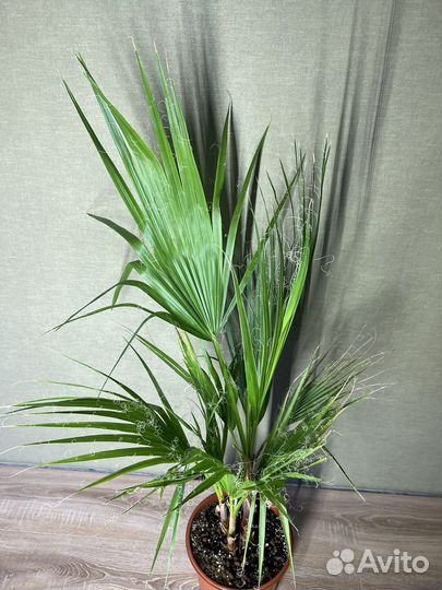 Washingtonia нидчатая