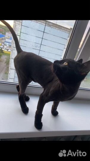 Стрижка кошек и собак