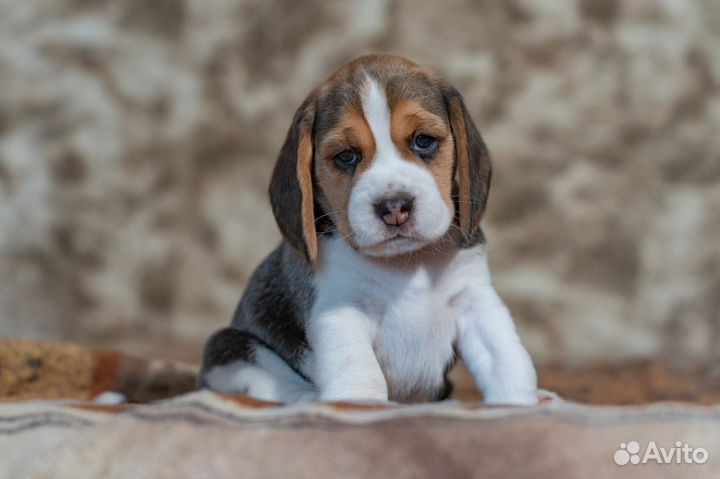 Щенки бигль