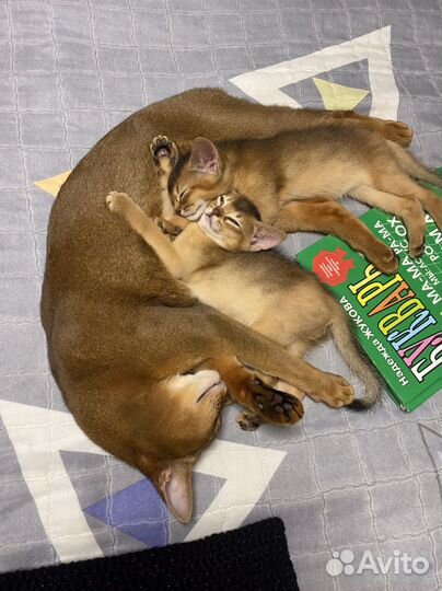 Абиссинская кошка