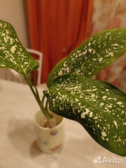 Диффенбахия