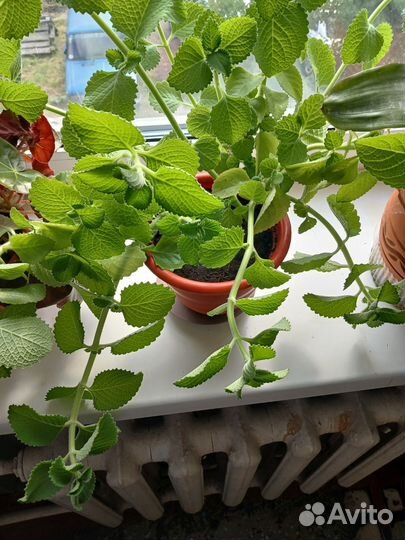 Комнатная мята