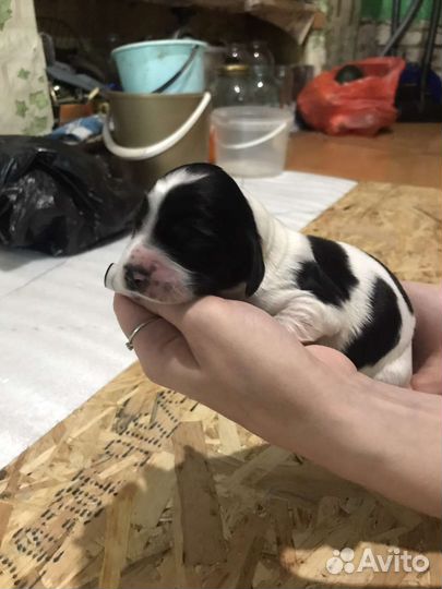 Русский охотничий спаниель