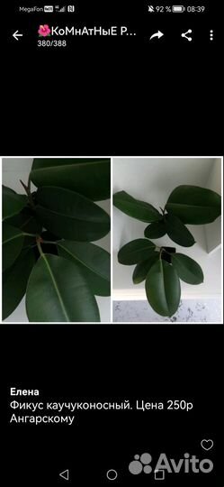 Комнатные растения