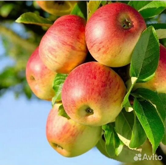 Саженцы яблони Башкирский красавец